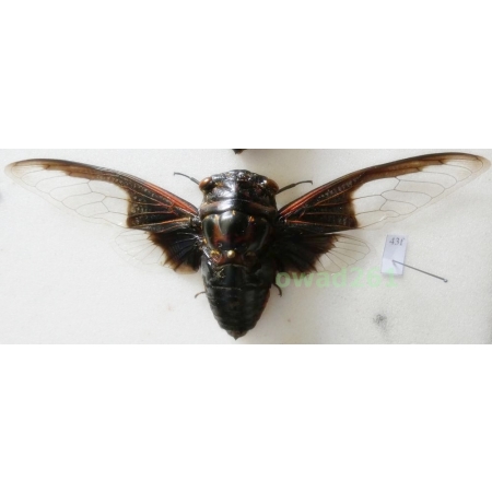 Cryptotympana aquila (Walker, 1850) 122mm Thailand43f